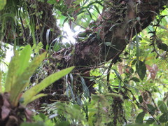 Pholidota cantonensis