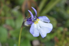 Lobelia nana