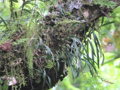 Pholidota cantonensis