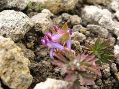 Corydalis alpestris
