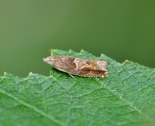 Nut Bud Moth