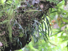 Pholidota cantonensis