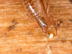 Pseudoscorpiones