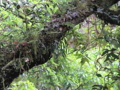 Pholidota cantonensis