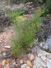Notobubon tenuifolium