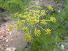 Notobubon tenuifolium