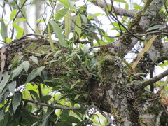 Pholidota cantonensis