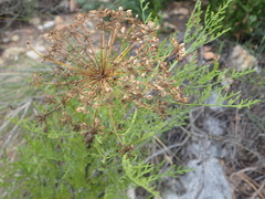 Notobubon tenuifolium