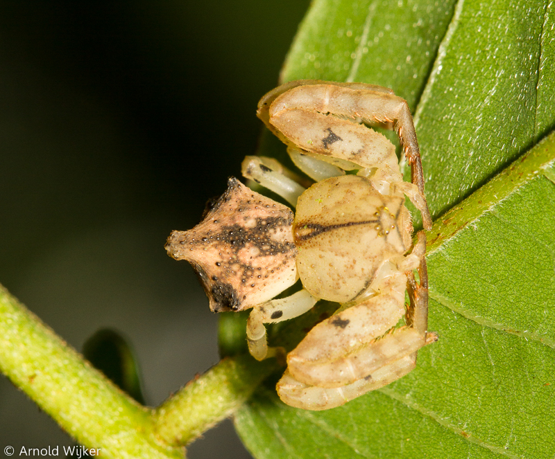 Crab Spider, Family Thomisidae with Ocherous Skipper, Lere…