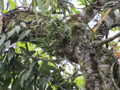 Pholidota cantonensis