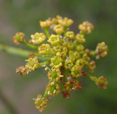 Notobubon tenuifolium
