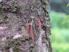 Oberonia arisanensis