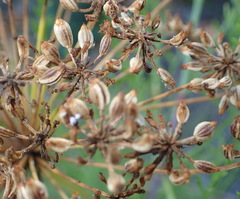 Notobubon tenuifolium