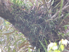 Pholidota cantonensis