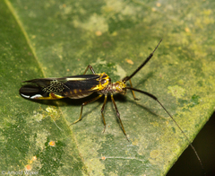 Thyrsophorinae