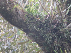 Pholidota cantonensis