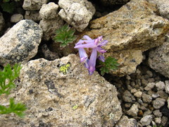 Corydalis alpestris