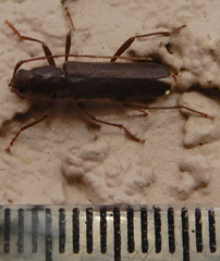 Haplidus testaceus