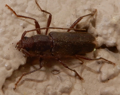 Haplidus testaceus