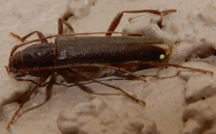 Haplidus testaceus