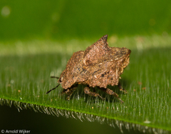 Cyrtocoris egeris
