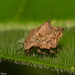 Cyrtocorinae - Photo (c) Arnold Wijker,  זכויות יוצרים חלקיות (CC BY-NC), הועלה על ידי Arnold Wijker