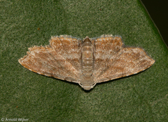 Scolecocampinae