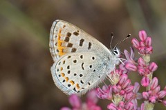 Euphilotes spaldingi spaldingi