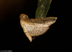 Banisia placida
