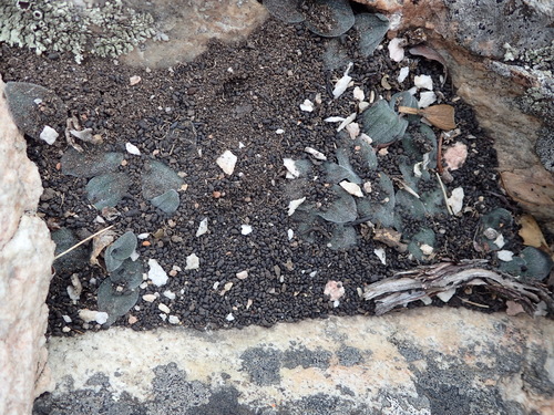 Image of Flat Squill (Drimia platyphylla) by (c) Nicola van Berkel, some rights reserved (CC BY-SA)