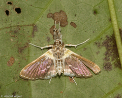 Apilocrocis novateutonialis