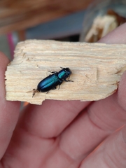 Temnoscheila caerulea