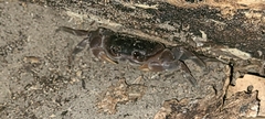 Gecarcinidae