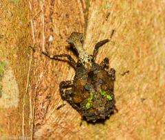 Phrictus diadema