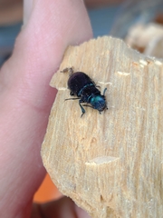 Temnoscheila caerulea