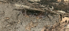 Gecarcinidae