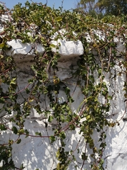 Angiospermae