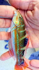 Halichoeres radiatus