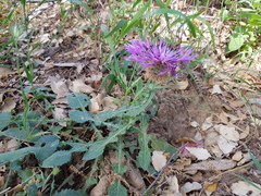 Centaurea polyacantha