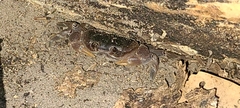 Gecarcinidae
