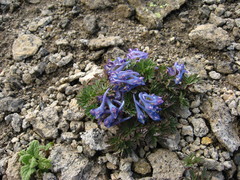 Corydalis alpestris