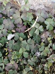 Oxalis