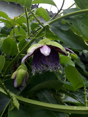 Passiflora quadrangularis