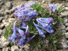 Corydalis alpestris