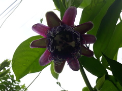Passiflora quadrangularis