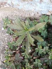Erigeron