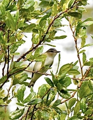 Vireo olivaceus