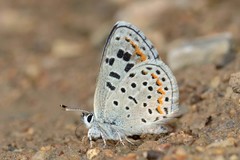 Euphilotes spaldingi spaldingi