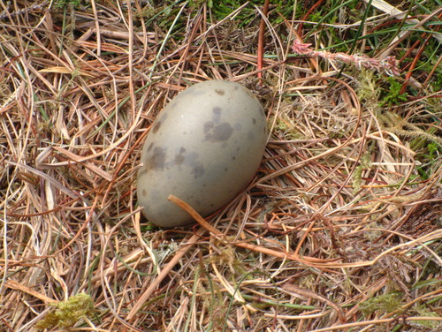 Great Skua