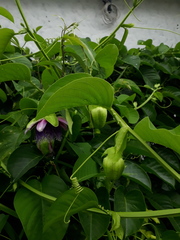 Passiflora quadrangularis